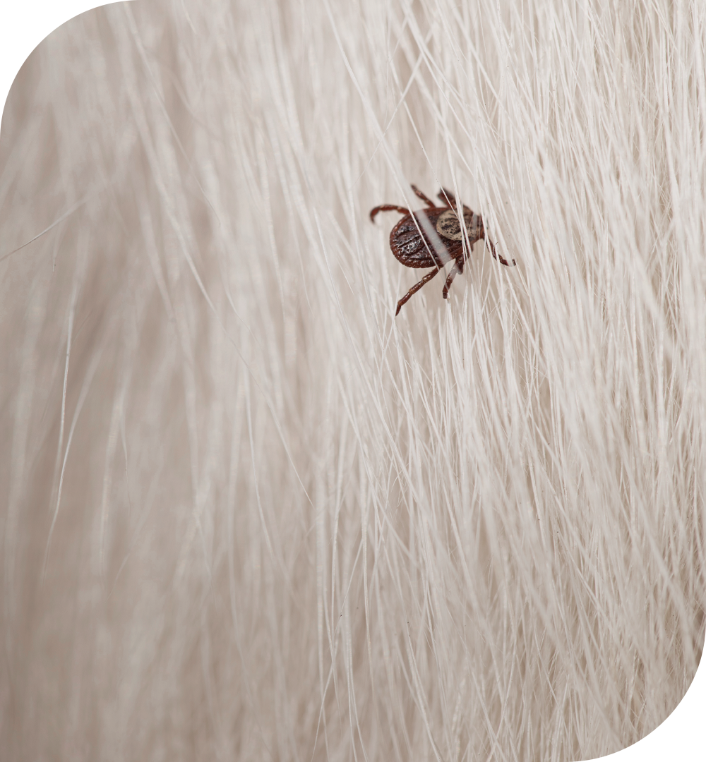 [라이프케어] 반려견의 털에 진드기가 붙어 있는 모습입니다.