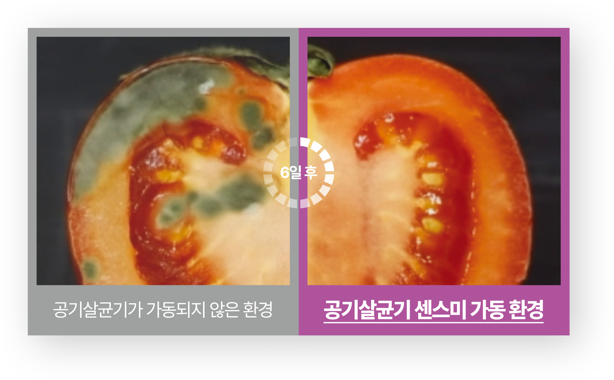 공기살균기가 가동되지 않은 환경과 공기살균기 센스미 가동 환경에서 토마토에 생긴 곰팡이 비교 사진 입니다.
