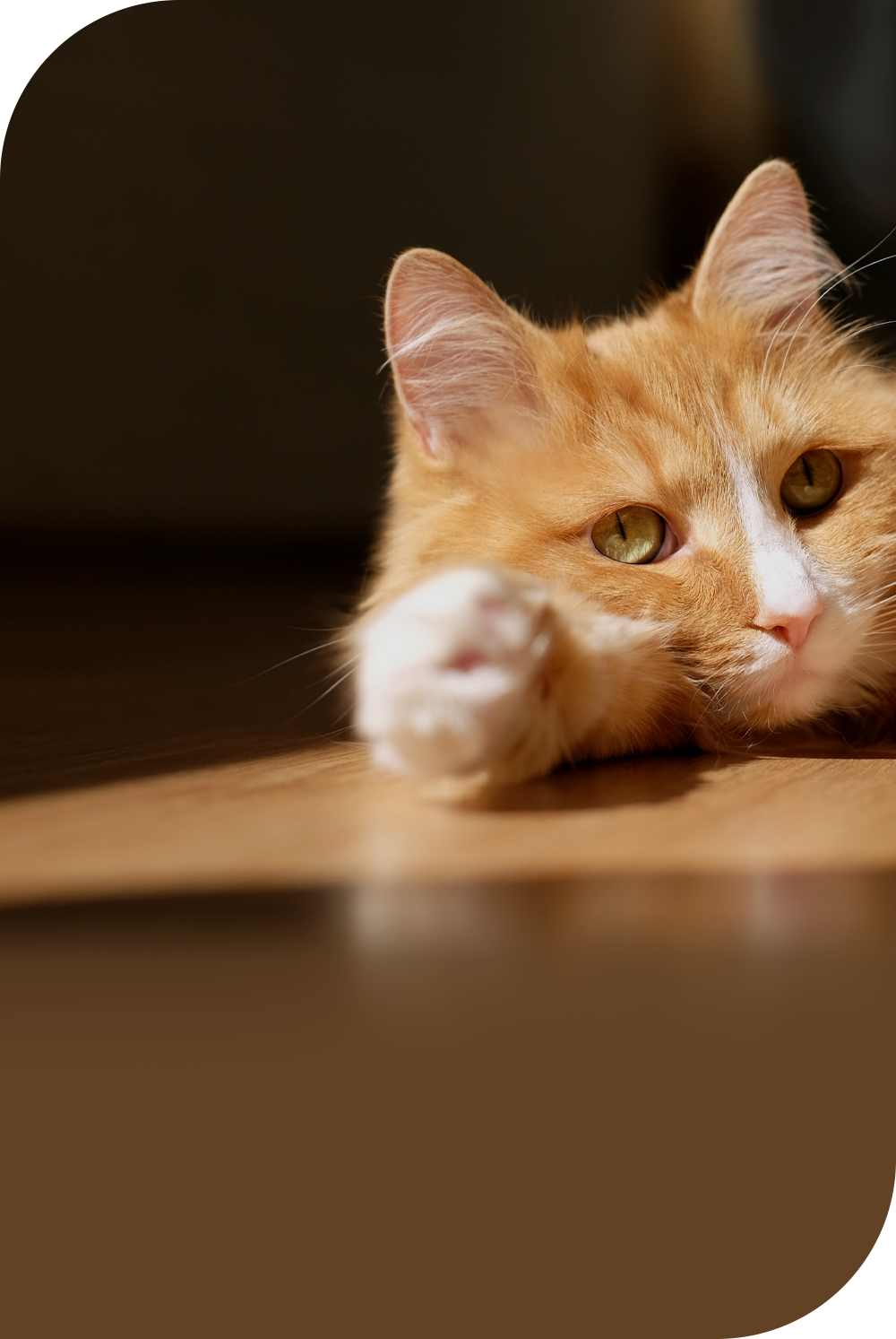 [라이프케어] 노란 털을 가진 고양이가 테이블에 한쪽 팔을 뻗은 채로 누워있습니다.