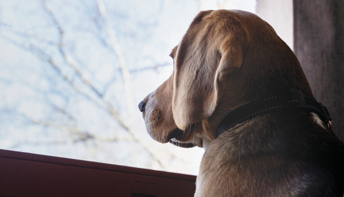 [라이프케어] 갈색 털의 강아지가 창밖을 보고 있습니다.
