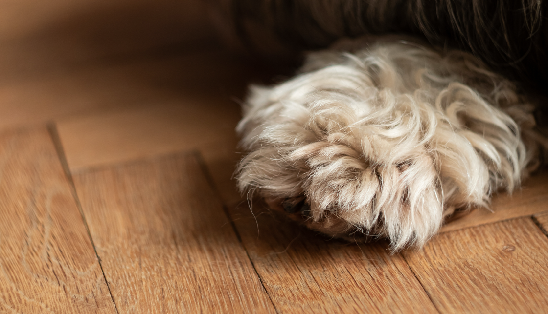 [라이프케어] 목재로 된 마루 바닥에 연한 갈색 털을 가진 강아지의 앞 발 한쪽이 보입니다.