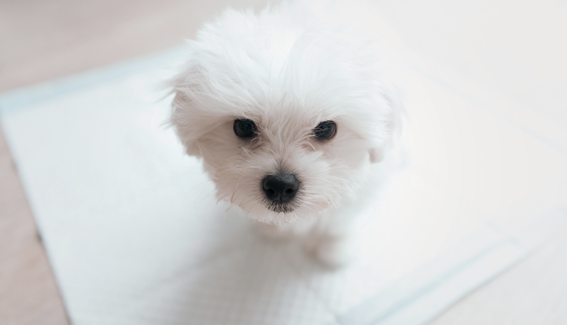 [라이프케어] 대형 배변 패드 위에 하얀 털을 가진 강아지가 올라가 있습니다.