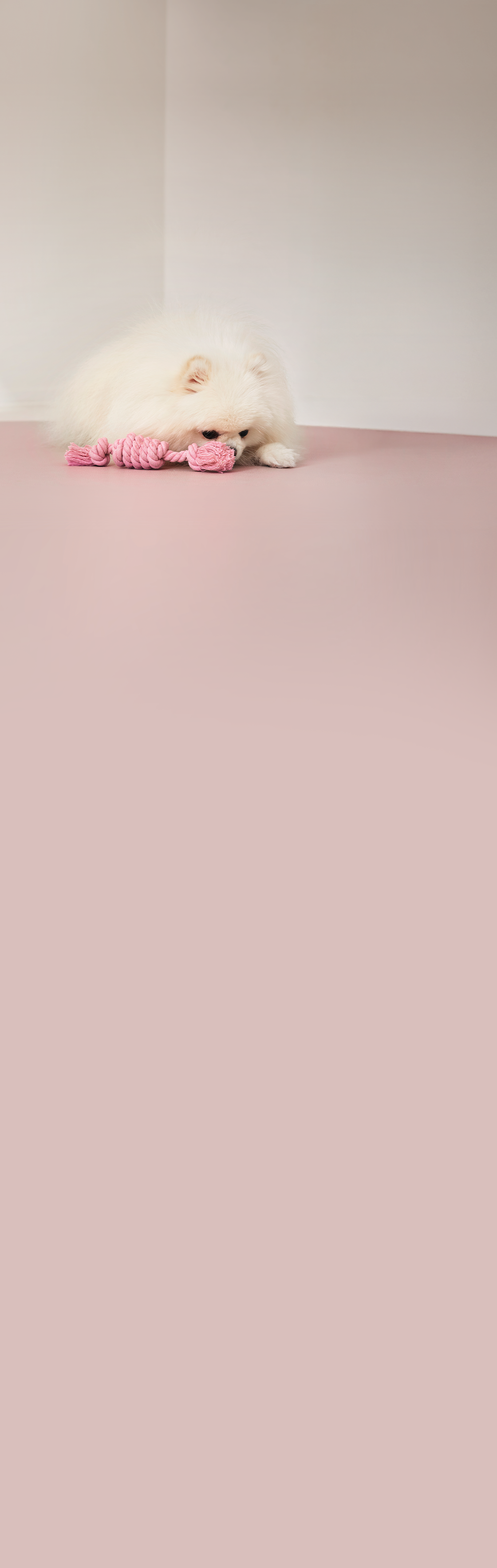 [라이프케어] 연한 갈색의 풍성한 털을 가진 강아지가 분홍 바닥에 엎드려 있고 강아지 바로 옆에는 분홍색 로프 장난감이 놓여 있습니다.