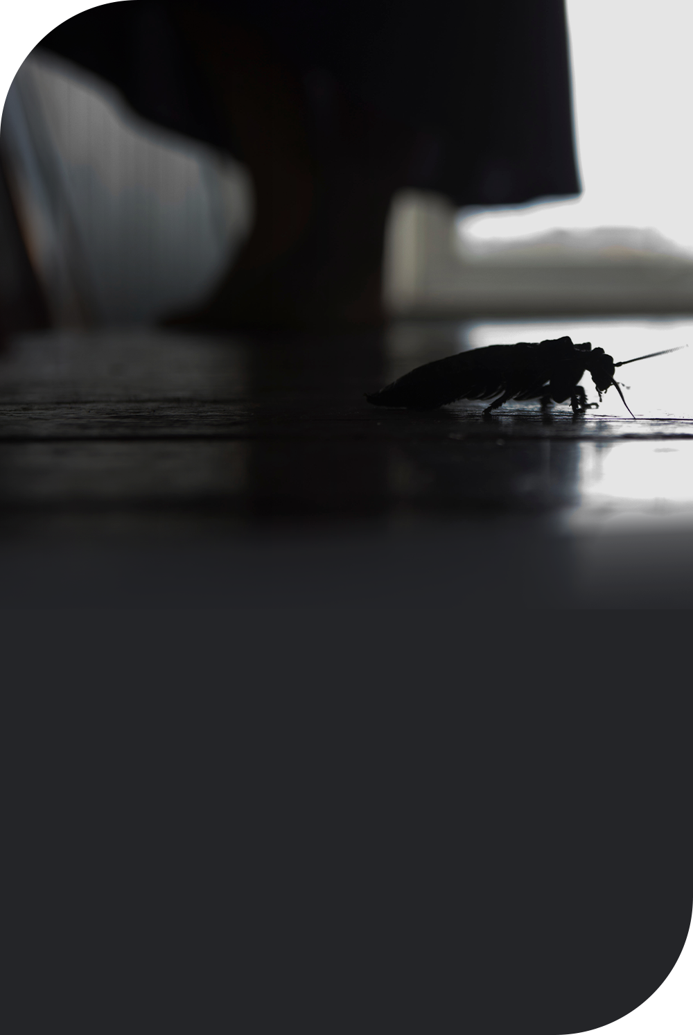 [라이프케어] 불을 켜지 않아 어두운 실내의 가구 아래에 해충이 숨어있습니다.